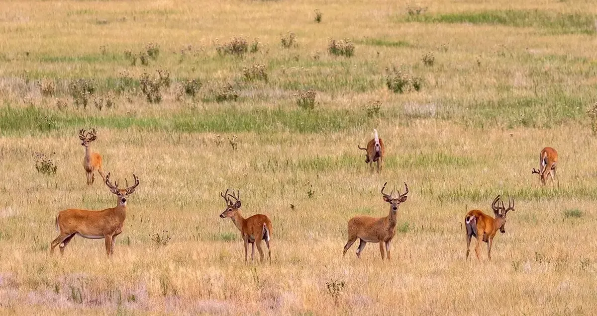 A herd of deer grazing in a field