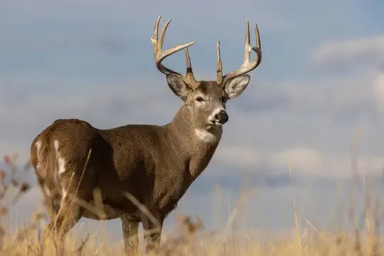 A stag standing in a misty autumn field