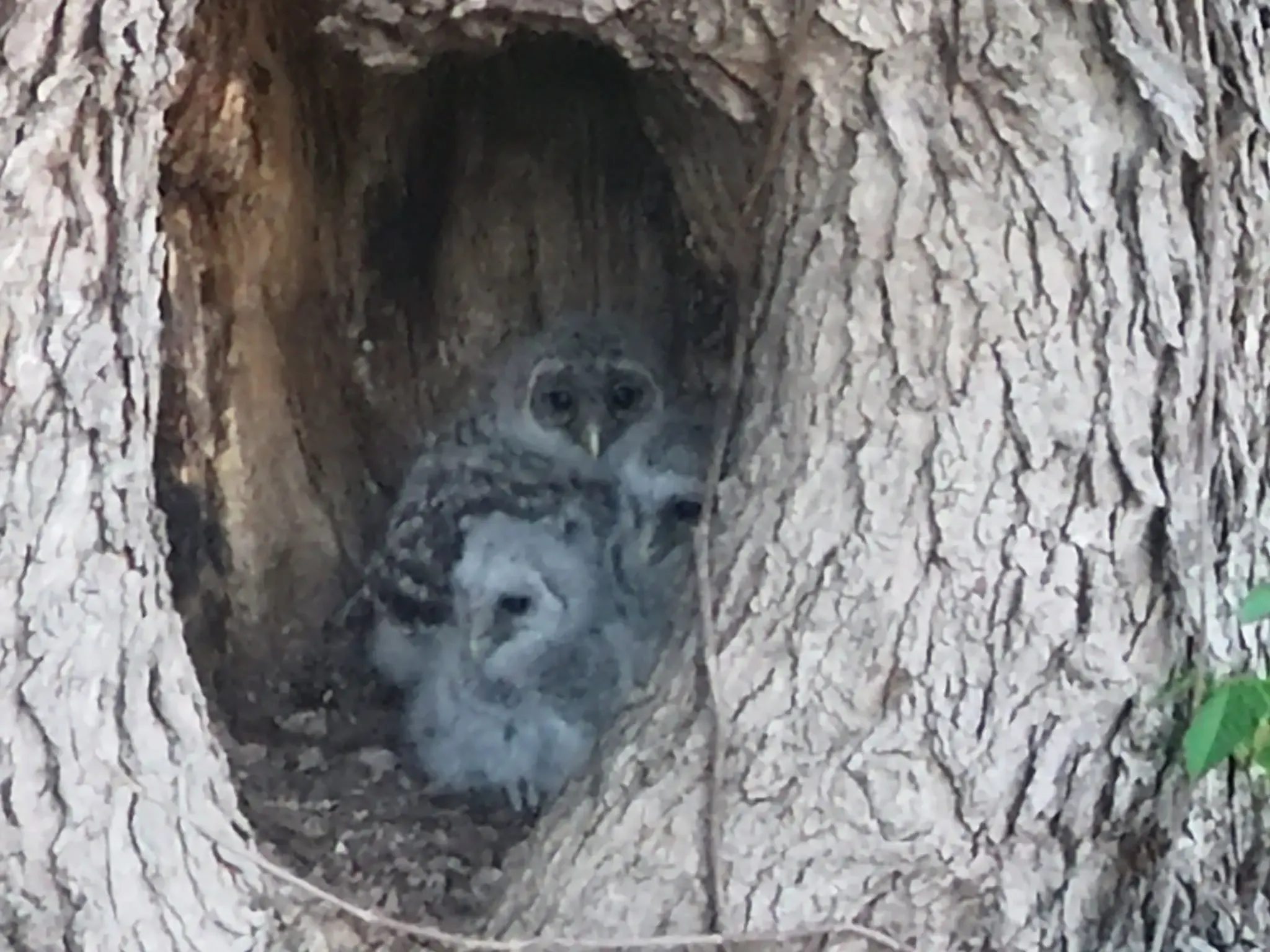 Two owls spotted nesting in a tree hollow during a thermal drone survey